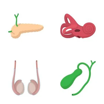 Human internal organs set showing biology and anatomy Stock Illustration