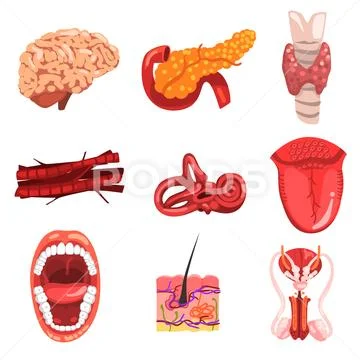 Human internal organs sett, brain, thyroid, ear, vessetls, tongue, skin, mouth Stock Illustration