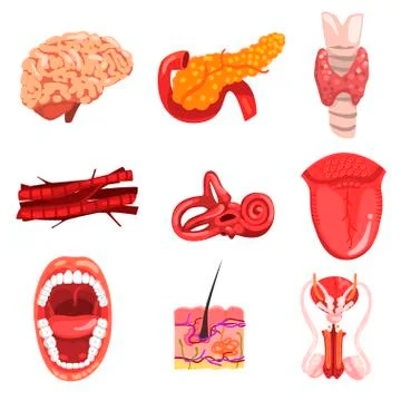 Human internal organs sett, brain, thyroid, ear, vessetls, tongue, skin, mouth Stock Illustration