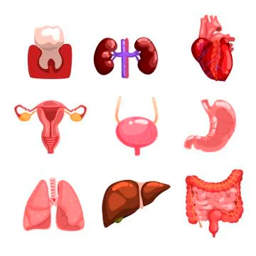 Human internal organs sett, tooth, heart, bladder, kidneys, lungs, liver Stock Illustration