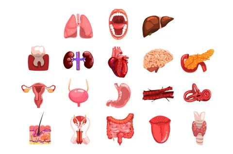 Human internal organs sett, tooth, heart, bladder, kidneys, lungs, liver Illustrazione stock