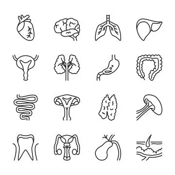 Human internal organs thin line icon set isolated on white.  Black contour Stock Illustration