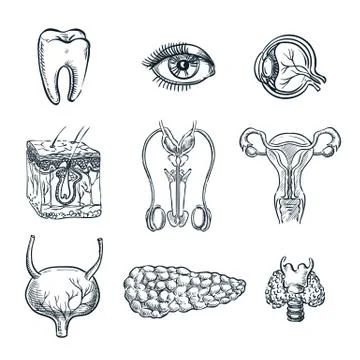 Human internal organs, tooth and eye. Vector sketch isolated illustration. Ha Stock Illustration