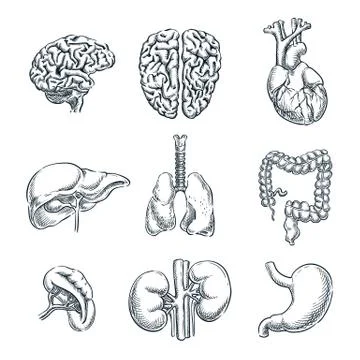 Human internal organs. Vector sketch isolated illustration. Hand drawn doodle Stock Illustration