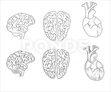 Human internal organs. Vector sketch isolated illustration. Hand drawn ...