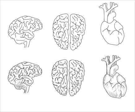 Human internal organs. Vector sketch isolated illustration. Hand drawn doodle Stock Illustration