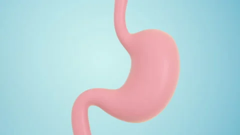 Human Internal Stomach Anatomy, 3d rendering. Stock Footage 149949845