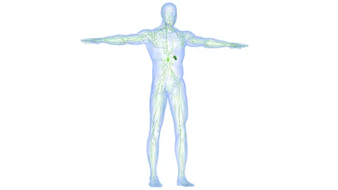 Human Internal system Lymph Nodes Anatomy Animation Concept Видео 161052172