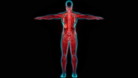 Human Internal System Lymph Nodes Anatomy Animation Concept Stock Footage 220339639