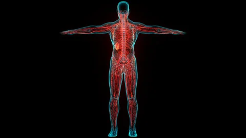 Human Internal System Lymph Nodes Anatomy Animation Concept Stock Footage 240747069