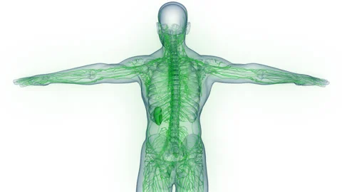 Human Internal System Lymph Nodes Anatomy Animation Concept 스톡 동영상 284197098