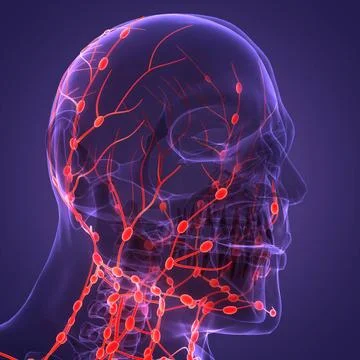 Human Internal system Lymph Nodes Anatomy 3D Illustration Concept of Human... Stock Photos