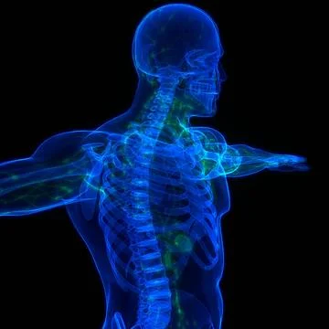 Human Internal System Lymph Nodes Anatomy 3D Illustration Concept of Human... Stock Photos