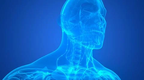 Human Internal System Lymph Nodes Anatomy 3D Illustration Concept of Human... Stock Photos