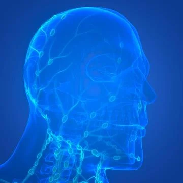 Human Internal System Lymph Nodes Anatomy 3D Illustration Concept of Human... Stock Photos