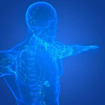 Human Internal System Lymph Nodes Anatomy 3D Illustration Concept of Human... Stock Photos