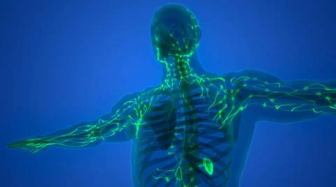 Human Internal System Lymph Nodes Anatomy 3D Illustration Concept of Human... Stock Photos