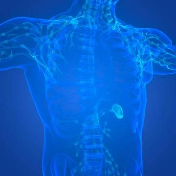 Human Internal System Lymph Nodes Anatomy 3D Illustration Concept of Human... Stock Photos