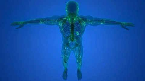 Human Internal System Lymph Nodes Anatomy 3D Illustration Concept of Human... Stock Photos