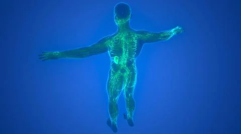 Human Internal System Lymph Nodes Anatomy 3D Illustration Concept of Human... Stock Photos