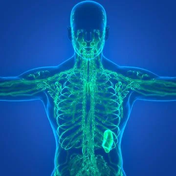 Human Internal System Lymph Nodes Anatomy 3D Illustration Concept of Human... Stock Photos