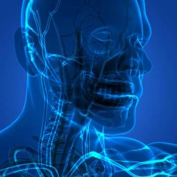 Human Internal System Lymph Nodes Anatomy 3D Illustration Concept of Human... Stock Photos