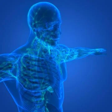 Human Internal System Lymph Nodes Anatomy 3D Illustration Concept of Human... Stock Photos
