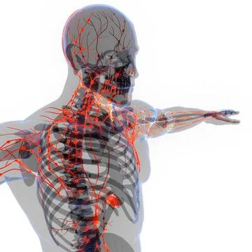 Human Internal System Lymph Nodes Anatomy 3D Illustration Concept of Human... Stock Photos