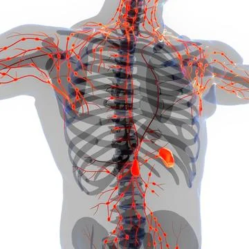 Human Internal System Lymph Nodes Anatomy 3D Illustration Concept of Human... Stock Photos