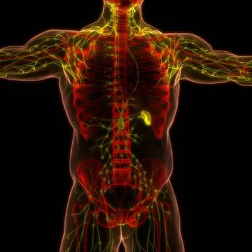 Human Internal System Lymph Nodes Anatomy 3D Illustration Concept of Human... Stock Photos