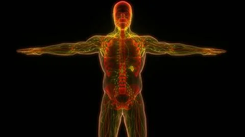 Human Internal System Lymph Nodes Anatomy 3D Illustration Concept of Human... Stock Photos