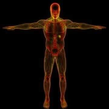 Human Internal System Lymph Nodes Anatomy 3D Illustration Concept of Human... Stock Photos