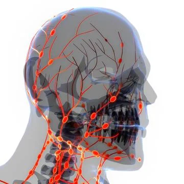 Human Internal System Lymph Nodes Anatomy 3D Illustration Concept of Human... Stock Photos
