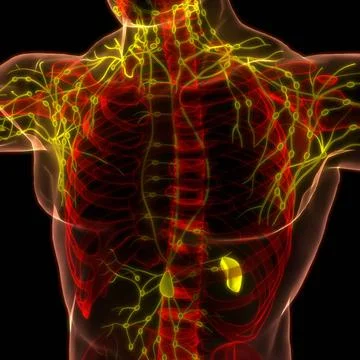 Human Internal System Lymph Nodes Anatomy 3D Illustration Concept of Human... Stock Photos