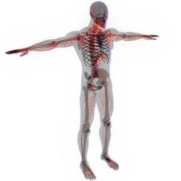 Human Internal System Lymph Nodes Anatomy 3D Illustration Concept of Human... Stock Photos