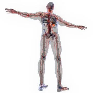 Human Internal System Lymph Nodes Anatomy 3D Illustration Concept of Human... Stock Photos