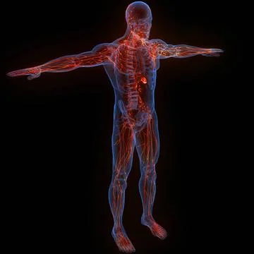 Human Internal System Lymph Nodes Anatomy 3D Illustration Concept of Human... Stock Photos