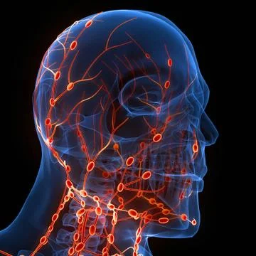 Human Internal System Lymph Nodes Anatomy 3D Illustration Concept of Human... Stock Photos