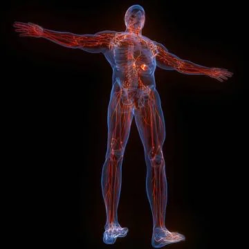 Human Internal System Lymph Nodes Anatomy 3D Illustration Concept of Human... Stock Photos