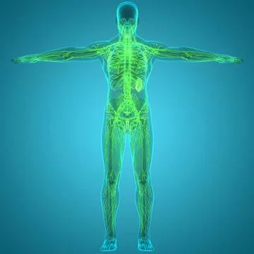 Human Internal System Lymph Nodes Anatomy 3D Illustration Concept of Human... Stock Photos