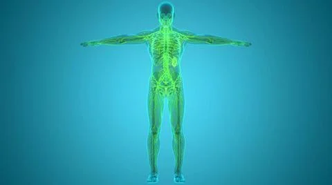 Human Internal System Lymph Nodes Anatomy 3D Illustration Concept of Human... Stock Photos