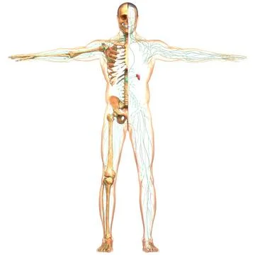 Human Internal System Lymph Nodes Anatomy 3D Illustration Concept of Human... Stock Photos