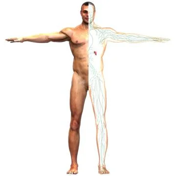 Human Internal System Lymph Nodes Anatomy 3D Illustration Concept of Human... Stock Photos