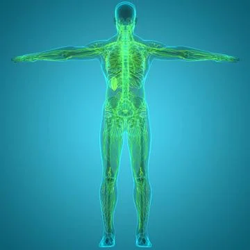 Human Internal System Lymph Nodes Anatomy 3D Illustration Concept of Human... Stock Photos