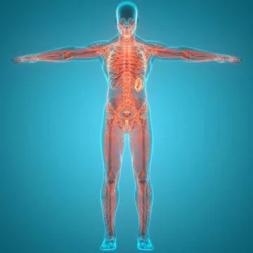 Human Internal System Lymph Nodes Anatomy 3D Illustration Concept of Human... Stock Photos