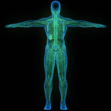Human Internal System Lymph Nodes Anatomy 3D Illustration Concept of Human... Stock Photos