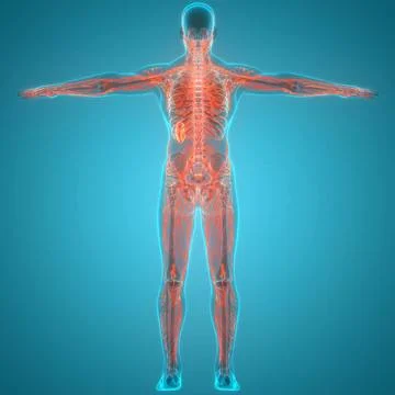 Human Internal System Lymph Nodes Anatomy 3D Illustration Concept of Human... Stock Photos