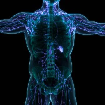 Human Internal System Lymph Nodes Anatomy 3D Illustration Concept of Human... Stock Photos