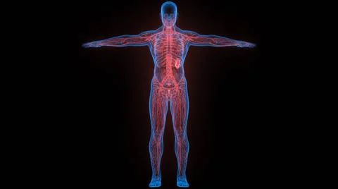 Human Internal System Lymph Nodes Anatomy 3D Illustration Concept of Human... Stock Photos