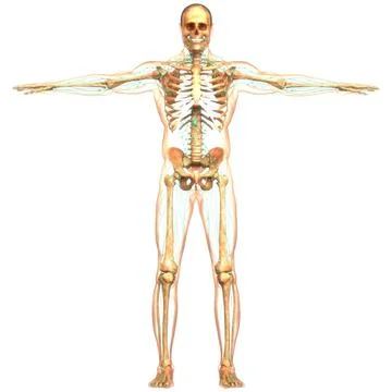 Human Internal System Lymph Nodes Anatomy 3D Illustration Concept of Human... Stock Photos